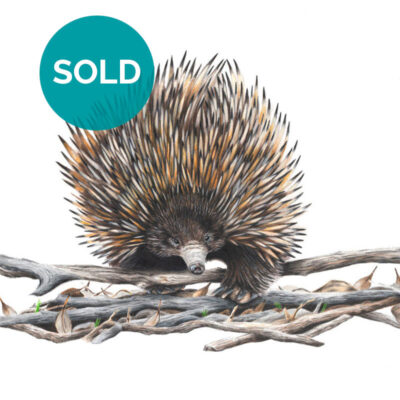 Echidna, Original Artwork