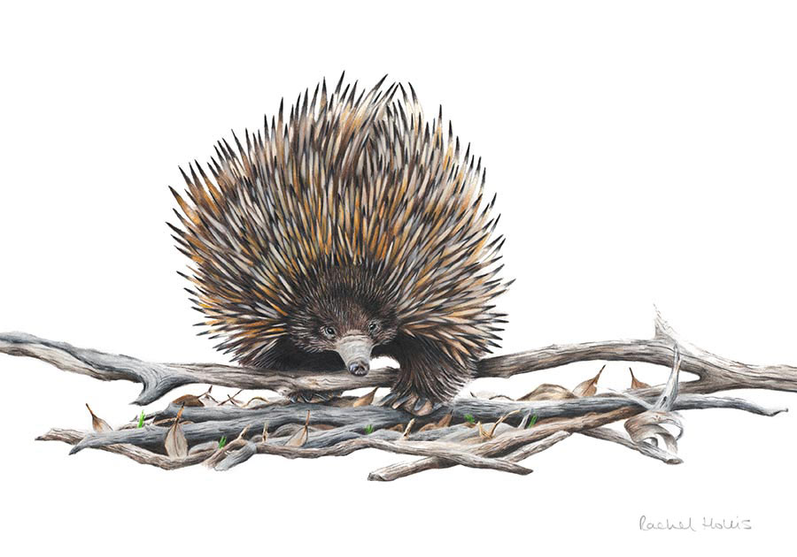 Echidna Fine Art Print Fine art print - Yellow-faced Honeyeater