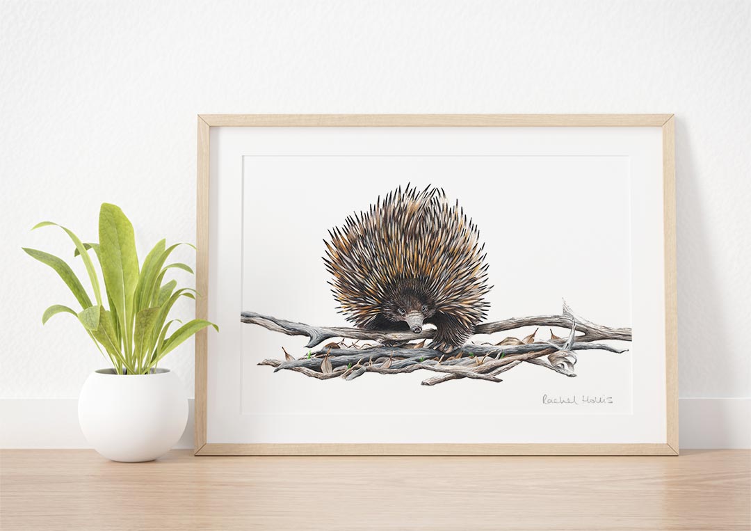 Echidna Print Fine Art Print - Yellow-faced Honeyeater