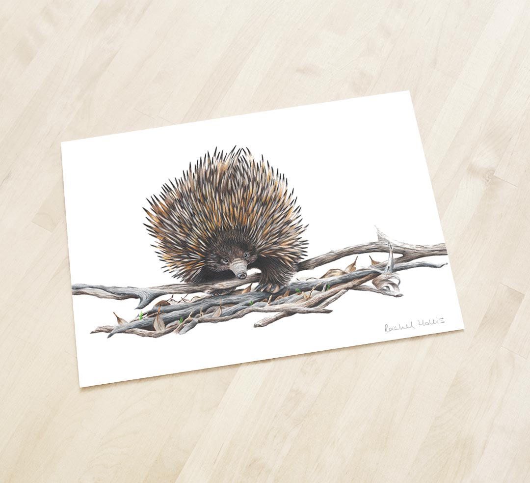 Echidna Fine Art Print Fine Art Print - Yellow-faced Honeyeater