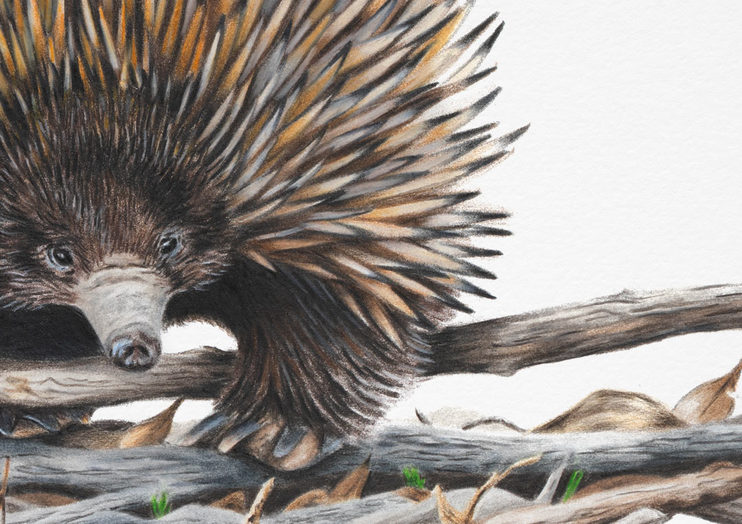Echidna Print Fine Art Print - Yellow-faced Honeyeater
