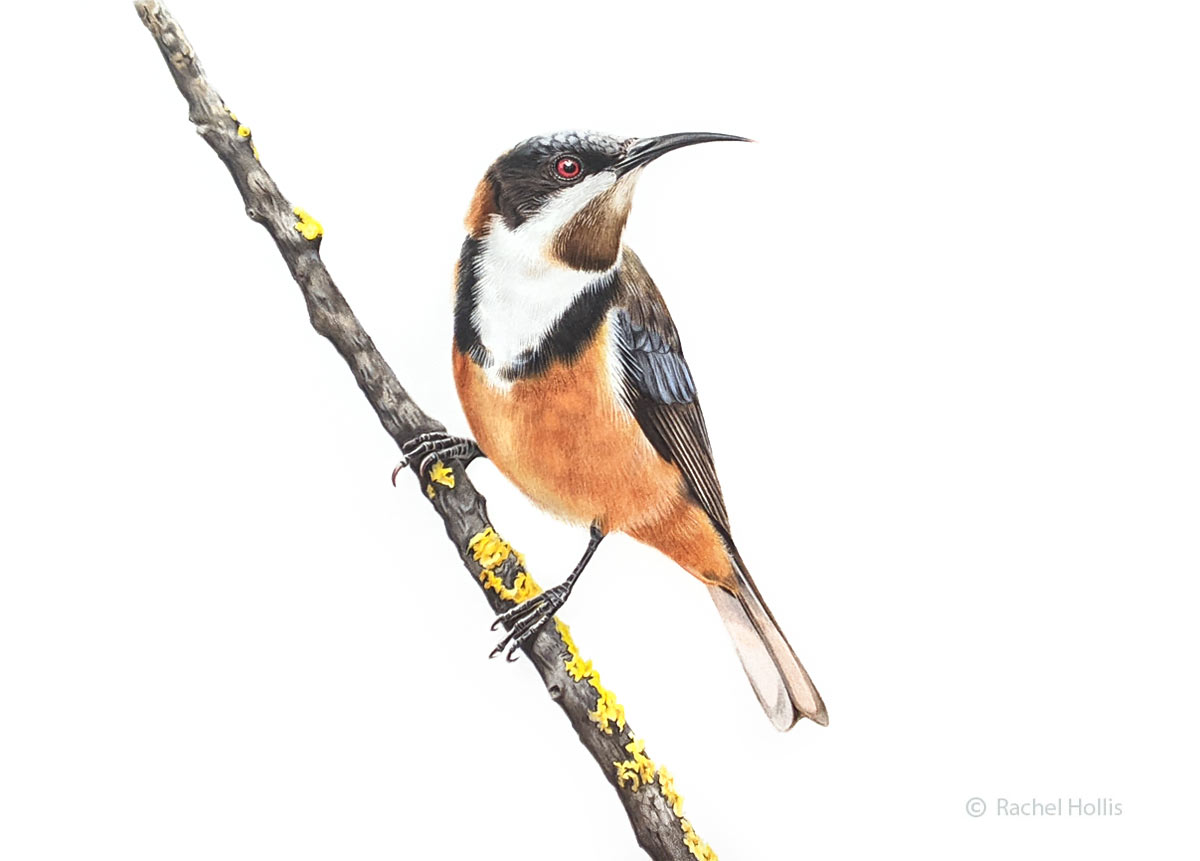 Eastern Spinebill Print Australian Wildlife Art