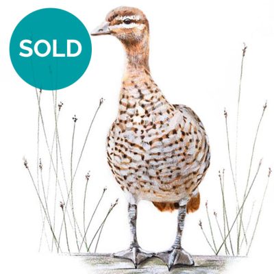 Australian Wood Duck, Original Artwork