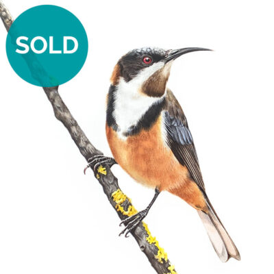 Australian Wildlife Art