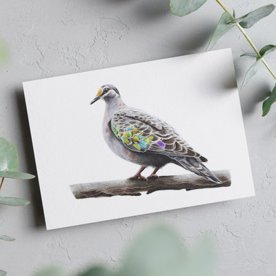 Bronzewing - Greeting Card