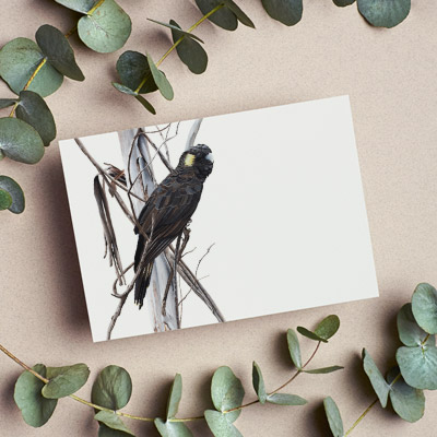 Yellow-tailed Black Cockatoo - Greeting Card