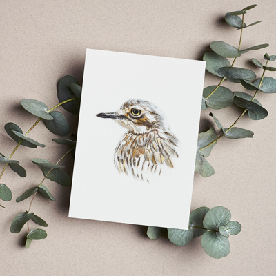 Bush Stone-curlew - Greeting Card