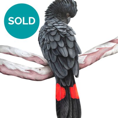 Red-tailed Black Cockatoo, Original Artwork