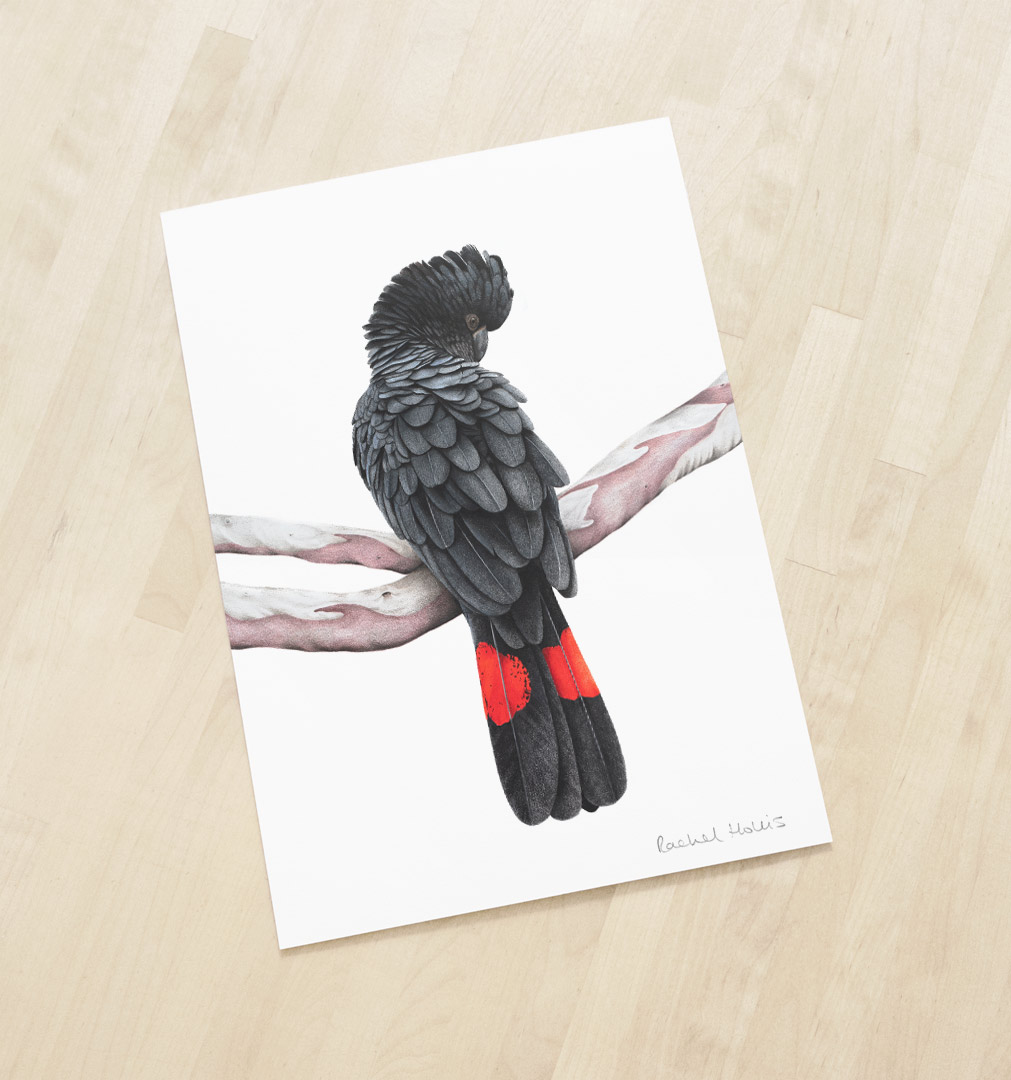 Cockatoo-RTB-SQUARE_CROP_Print_Mockup_Landscape_2021A_1080p Red-tailed Black Cockatoo Print