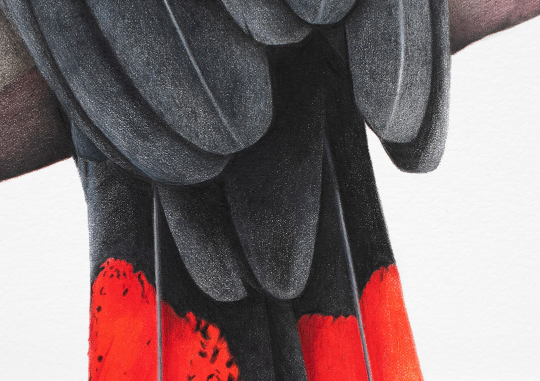 Red-tailed Black Cockatoo drawing. Detail of a Red-tailed Black Cockatoo drawing.