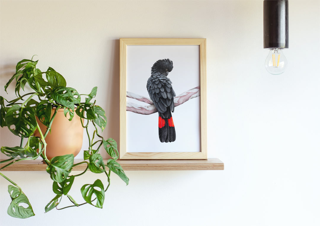 Red-tailed Black Cockatoo Print Red-tailed Black Cockatoo Print