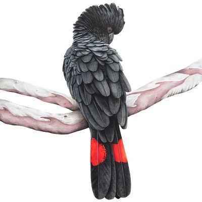 Red-tailed Black Cockatoo Print
