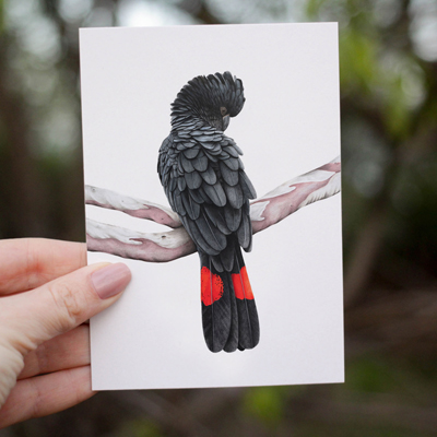 Red-tailed Black Cockatoo - Greeting Card