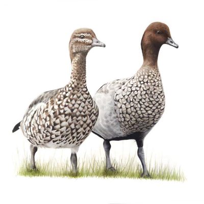 Australian Wood Ducks - Fine Art Print