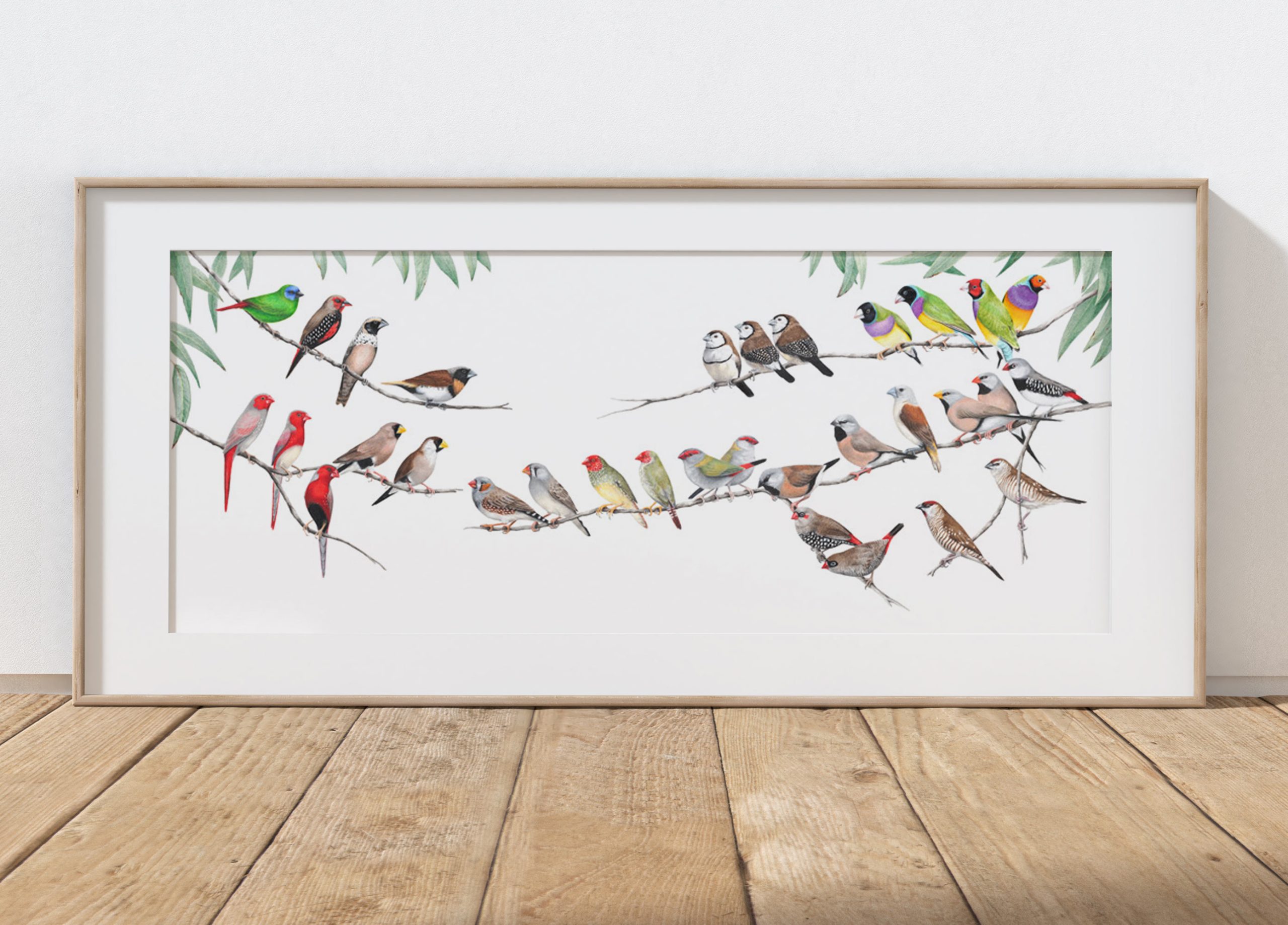 Artwork of Australian Finches Australian Finch Print