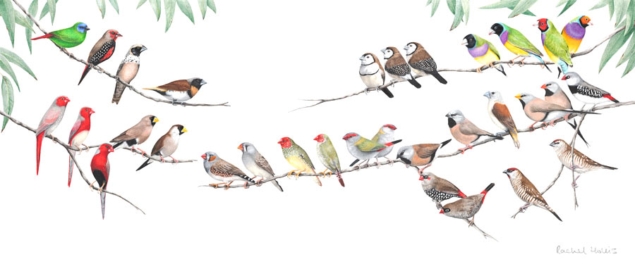 Australian Finches Fine Art Print Art print of all of Australia's finch species.