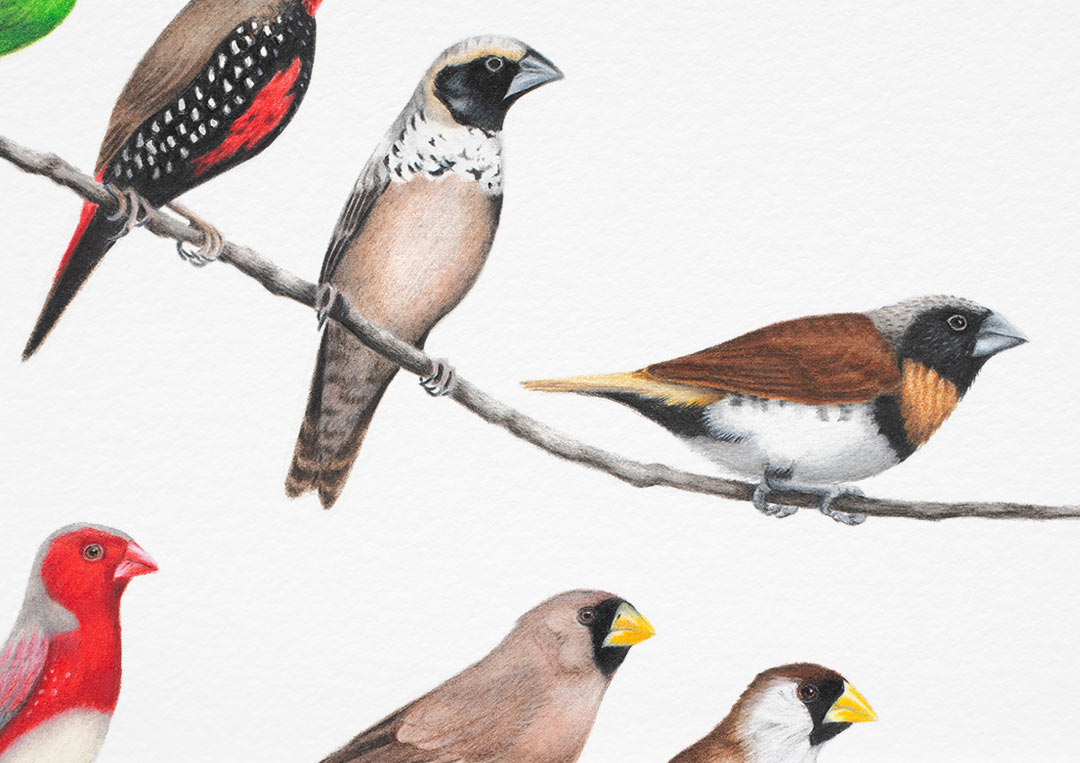 Australian Finches Fine Art Print Art print of all of Australia's finch species.