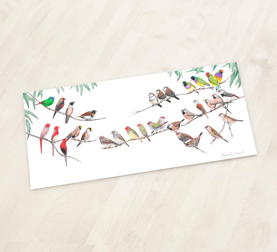 Australian Finches Fine Art Print Red-tailed Black Cockatoo Print