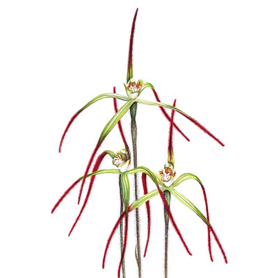 Primrose Spider Orchid - Original Artwork