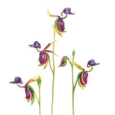 Flying Duck Orchid - Fine Art Print