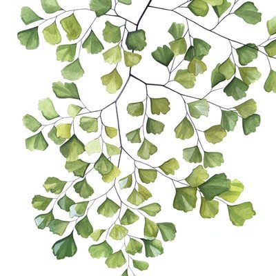 Common Maidenhair Fern - Original Artwork
