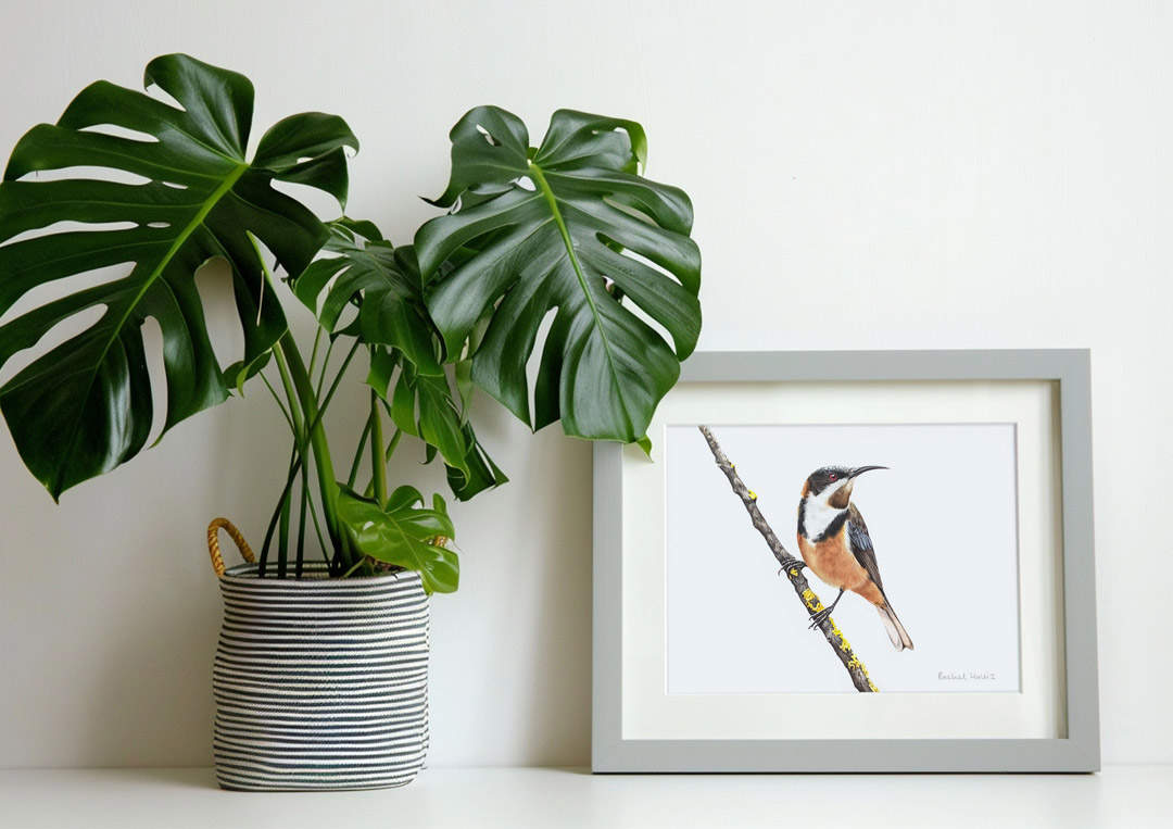 Australian Bird Art Print Fine Art Print - Yellow-faced Honeyeater