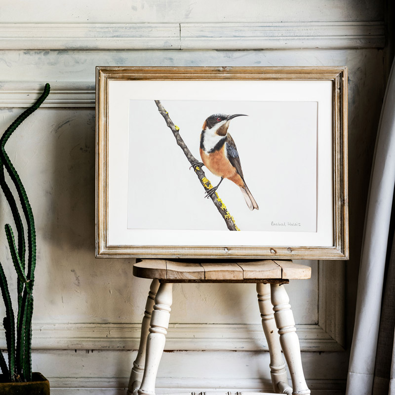 Eastern Spinebill Print Fine Art Print - Yellow-faced Honeyeater