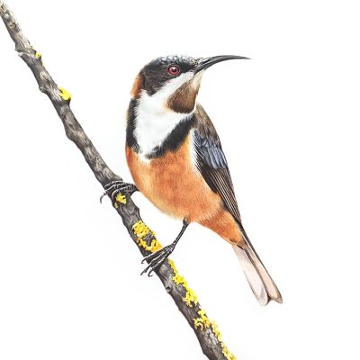 Eastern Spinebill - Fine Art Print
