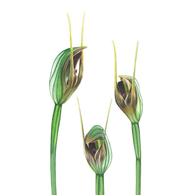 Maroonhood Orchid - Fine Art Print