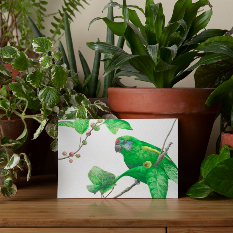 Double-eyed Fig Parrot Greeting Card Double-eyed Fig Parrot Greeting Card