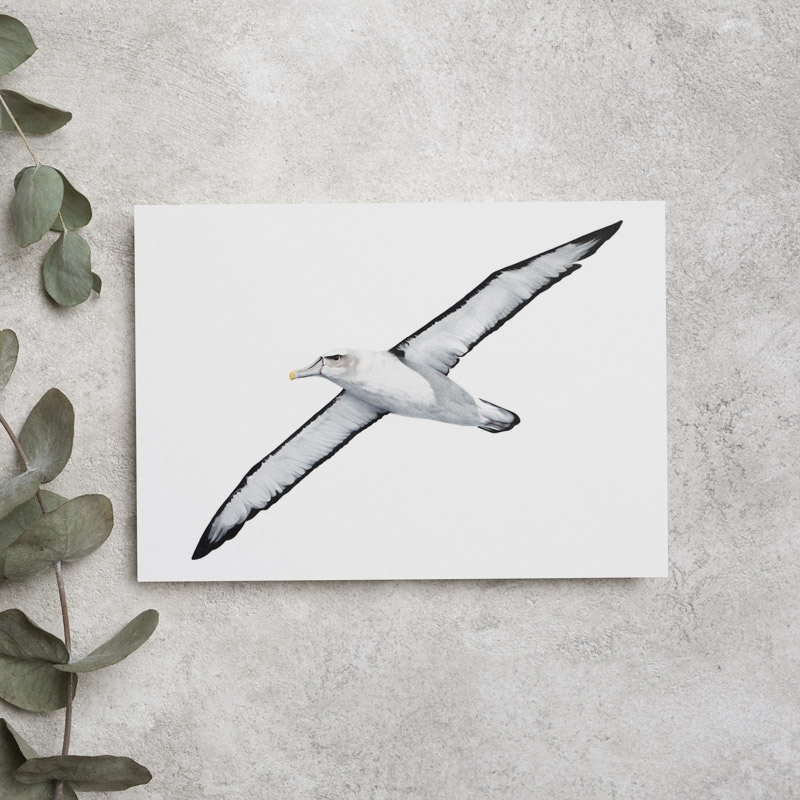 Australian Bird Greeting Card Albatross Greeting Card
