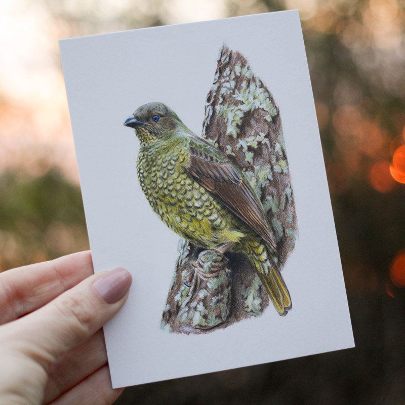 Australian Bird Greeting Card Female Satin Bowerbird Greeting Card