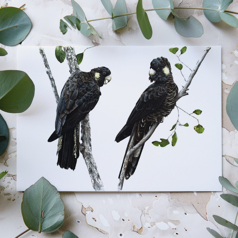 Australian Bird Greeting Card Yellow-tailed Black Cockatoo Greeting Card
