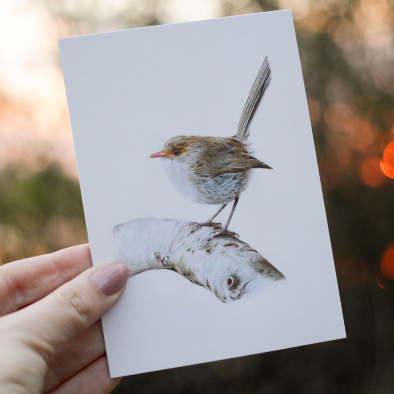 Australian Bird Greeting Card Female Superb Fairywren Greeting Card
