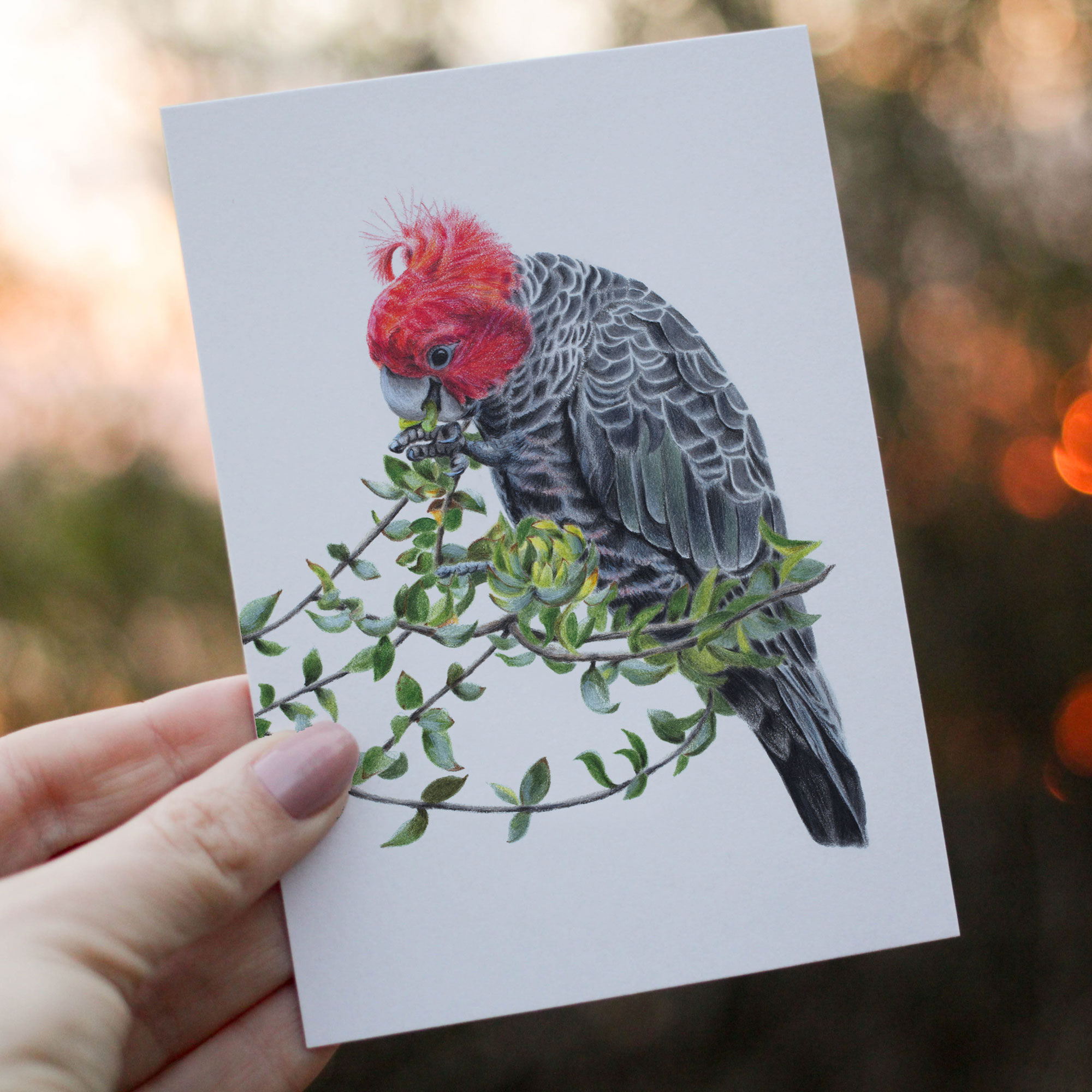Australian Bird Greeting Card Gang-gang Cockatoo, Greeting Card