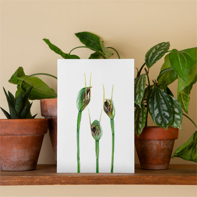 Upright Maroonhood - Greeting Card