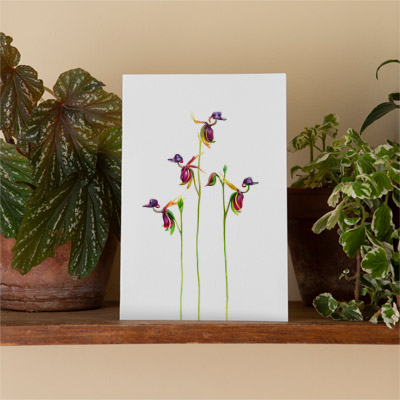 Flying Duck Orchid - Greeting Card