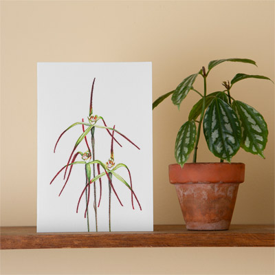Primrose Spider Orchid - Greeting Card