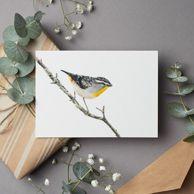Spotted Pardalote - Greeting Card