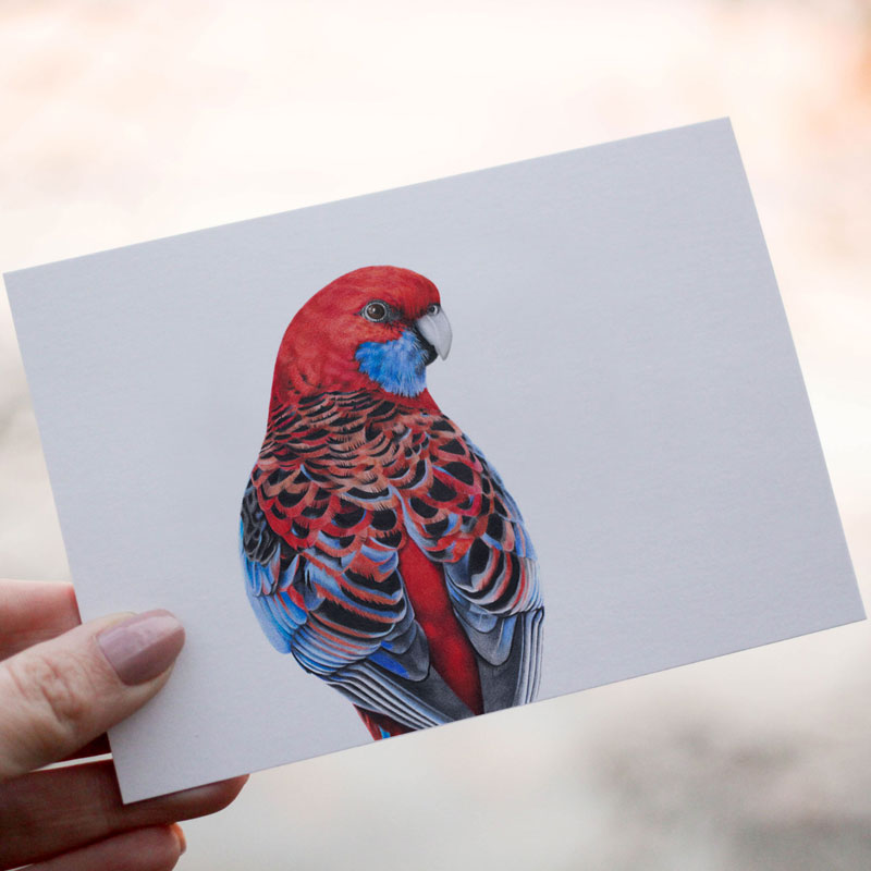 Crimson Rosella Greeting Card Crimson Rosella Greeting Card