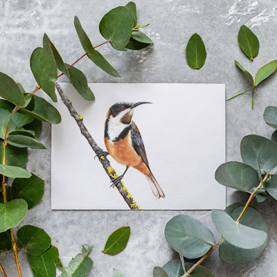 Eastern Spinebill - Greeting Card
