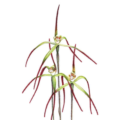 Primrose Spider Orchid - Fine Art Print