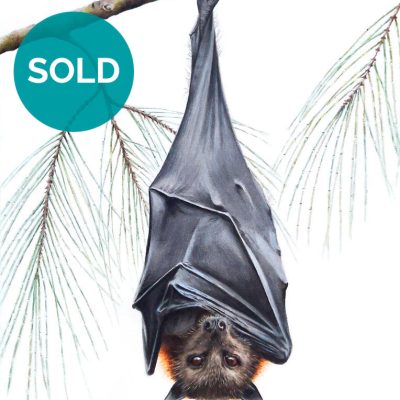 Grey-headed Flying Fox - Original Artwork 9 x 12"
