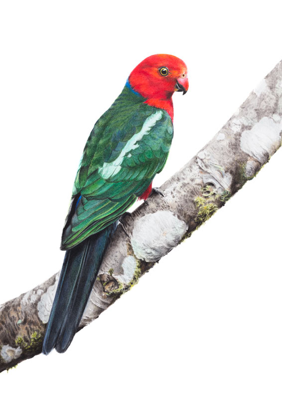 Australian King Parrot