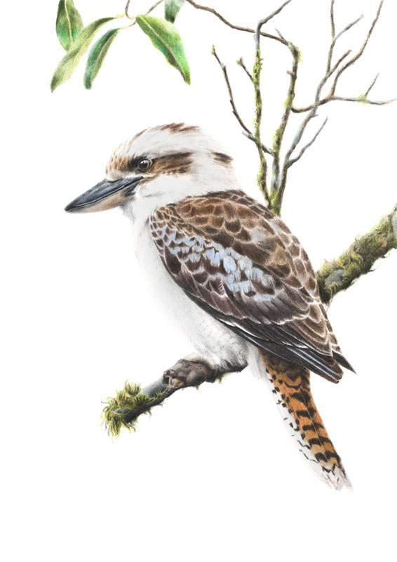Laughing Kookaburra