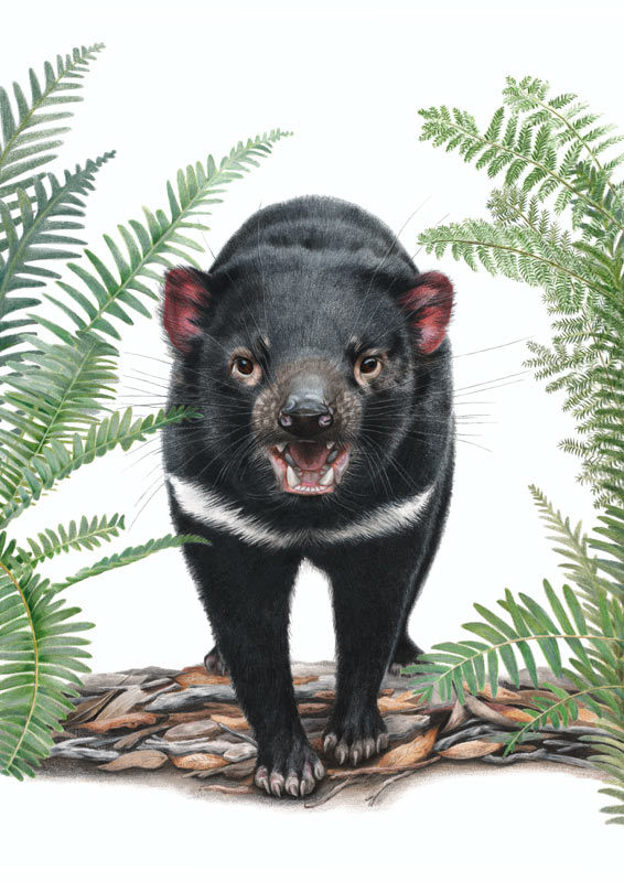 Tasmanian Devil
