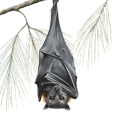 Grey-headed Flying Fox - Fine Art Giclée Print